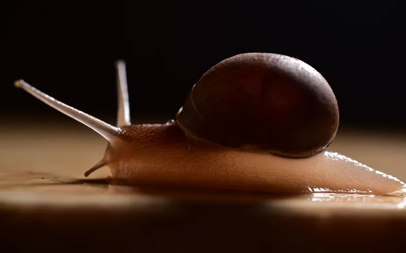 Garden snail on a wood surface, the source of snail secretion filtrate used in Korean skincare